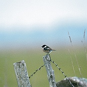 Stonechat  "Saxicola torquatus"